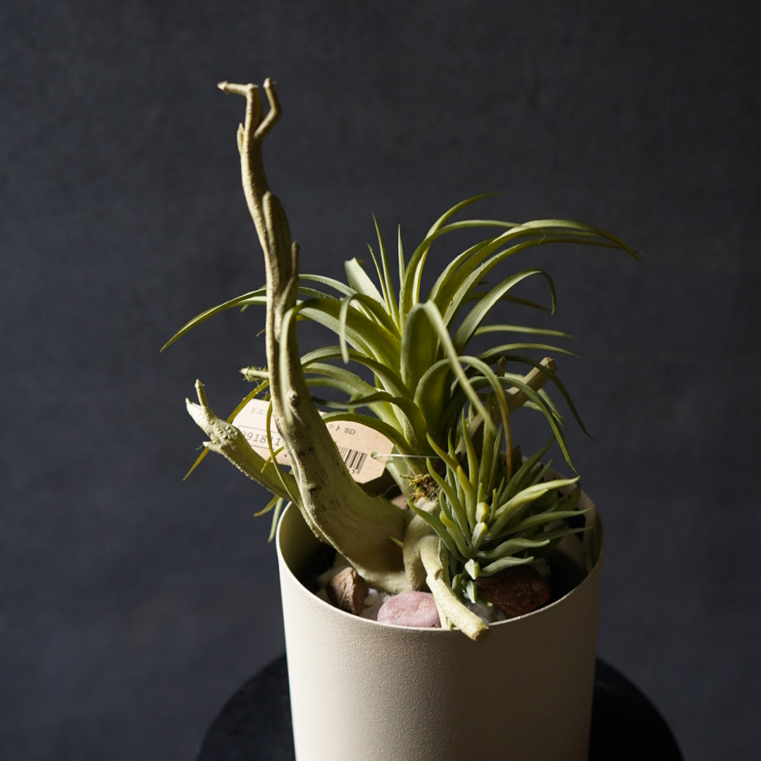 多肉植物寄せ植え + 鉢カバー SET