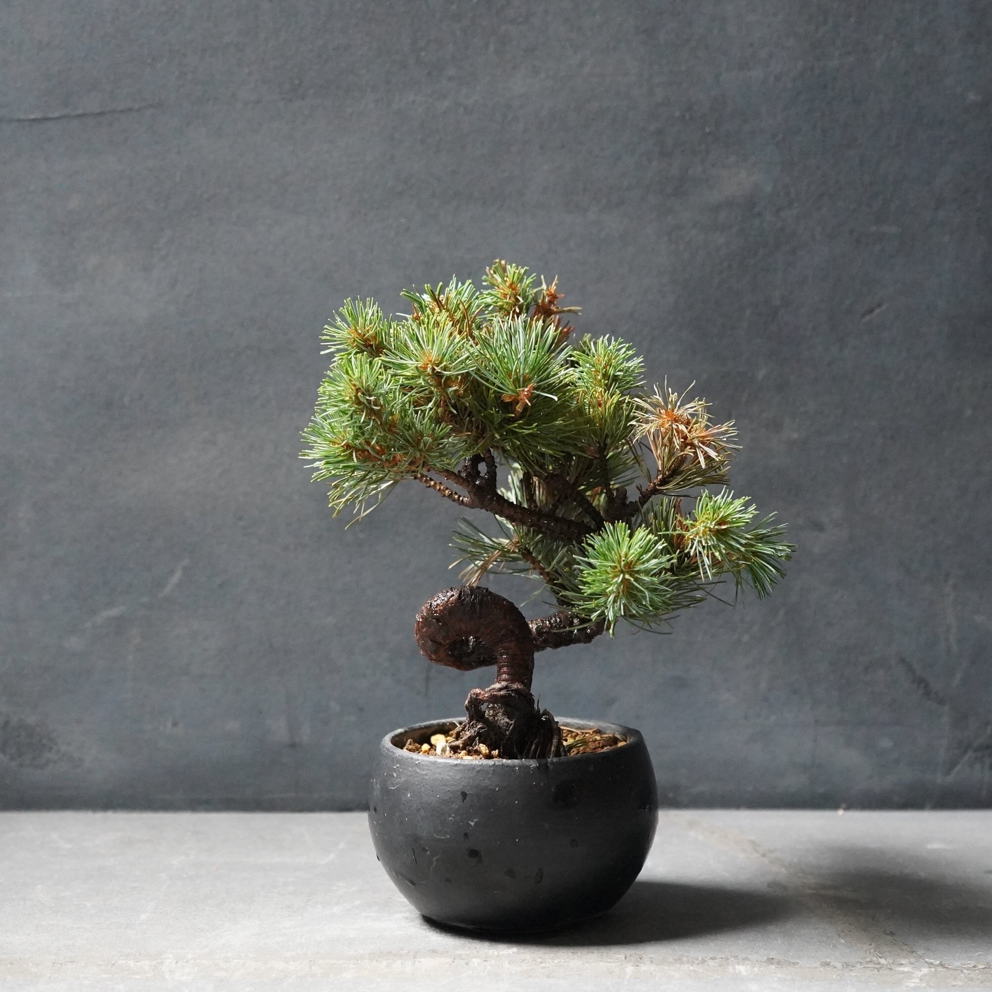松　盆栽 55cm ⑪ ミニ盆栽 松