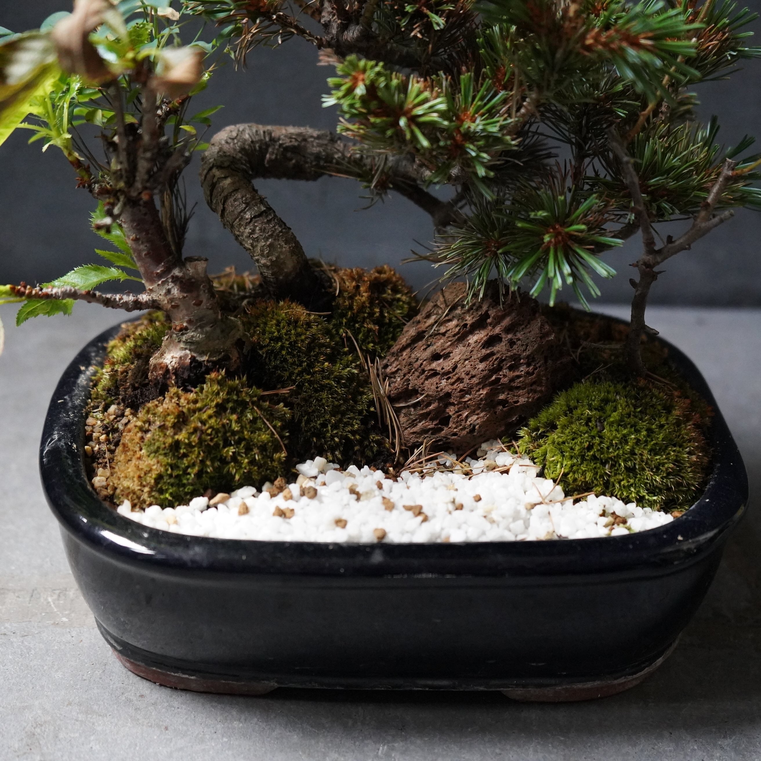 盆栽 松・桜・南天