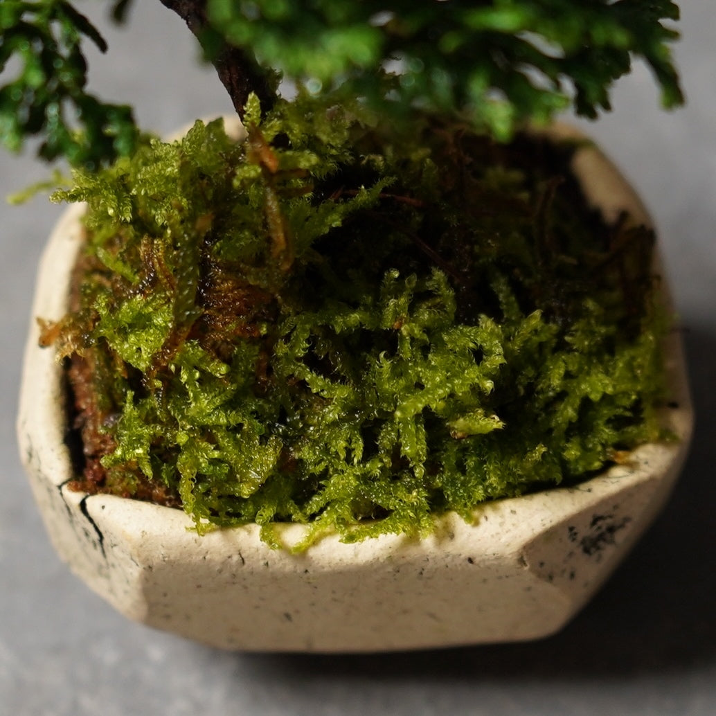 ミニ盆栽 津山桧
