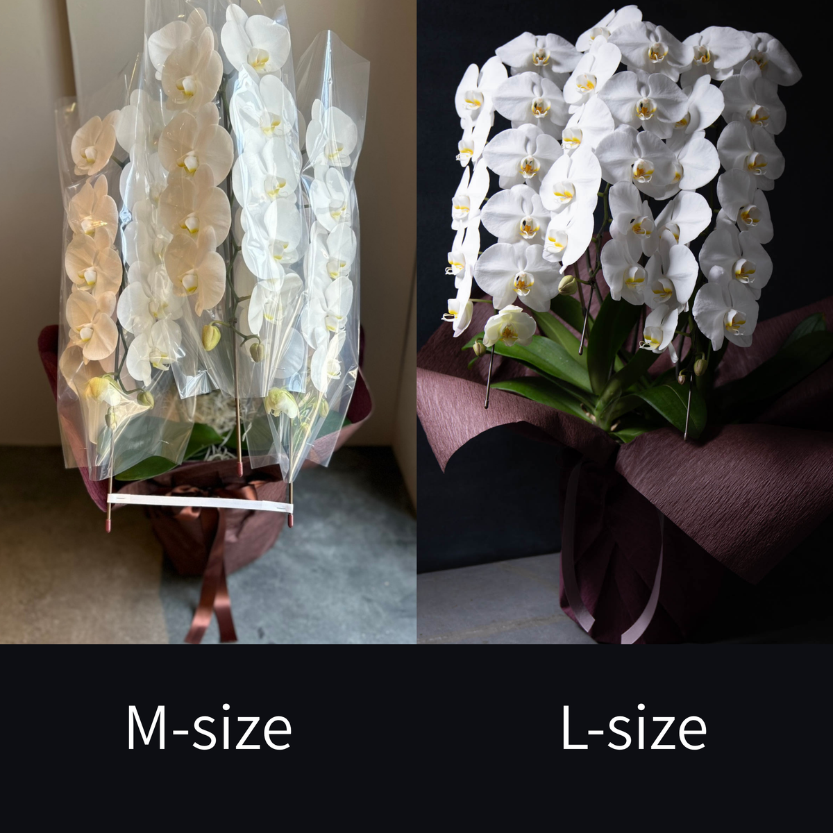 胡蝶蘭 M / L