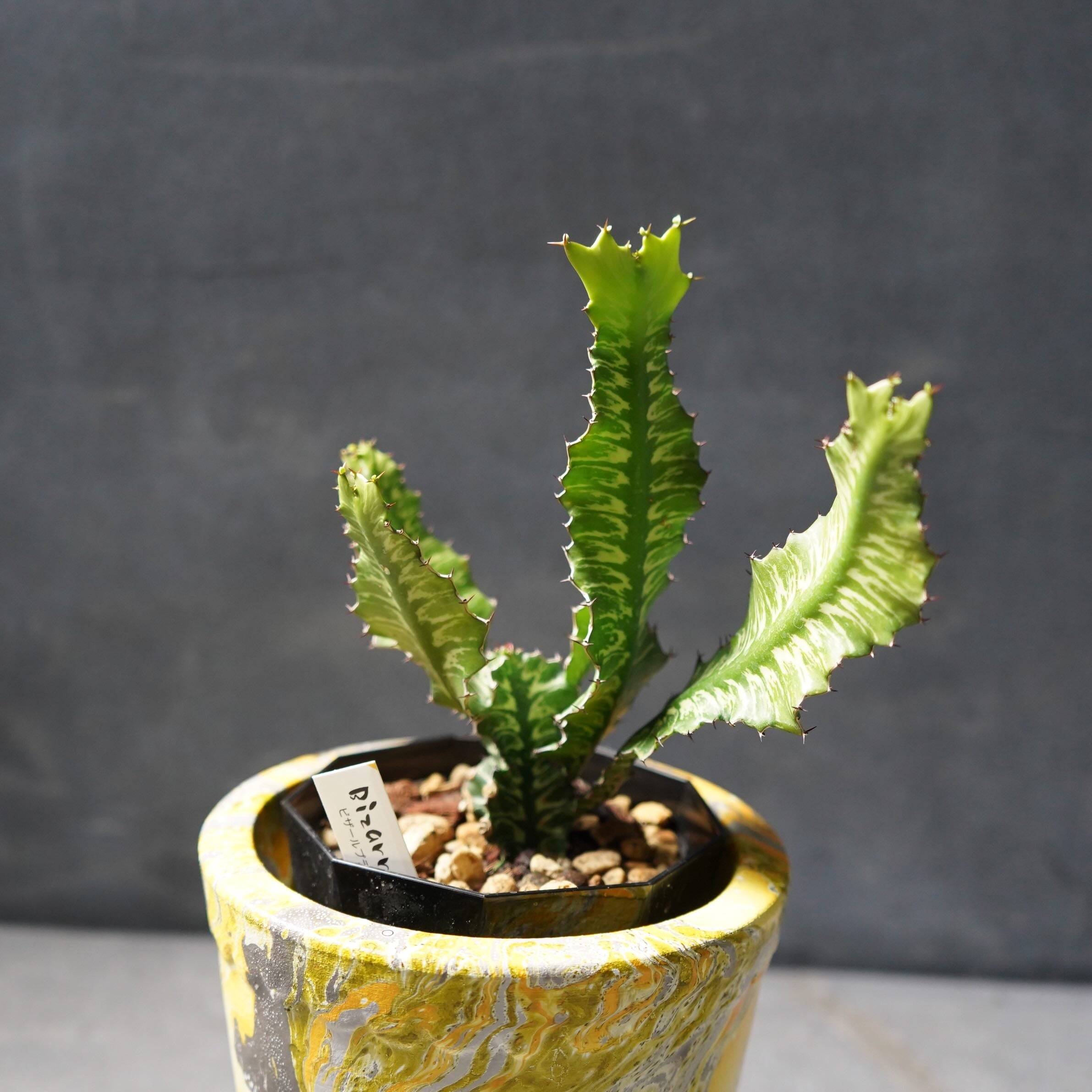 ユーフォルビア グランディアラータ + 鉢 SET